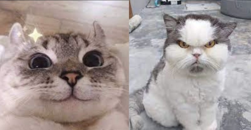 Create meme: cat , cat funny , funny cats 