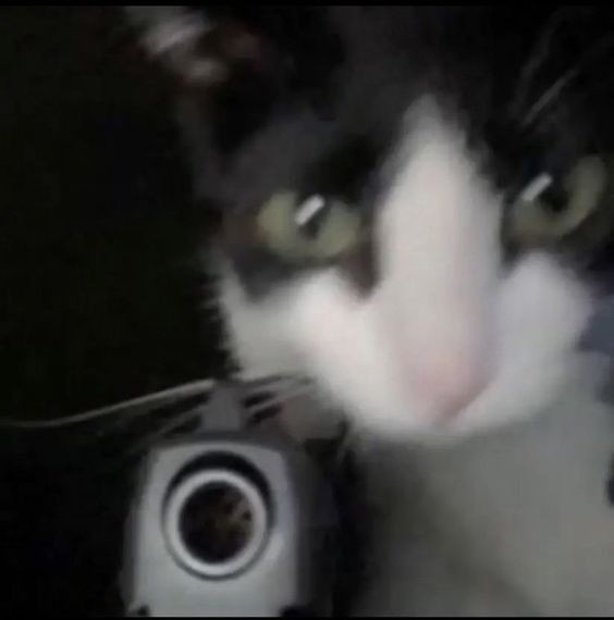 Создать мем: кошка с пистолетом, кот с оружием, котэ