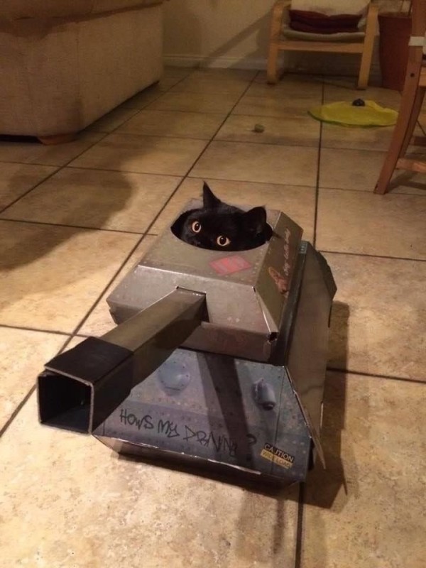 Create meme: cat tank, a tank from a cardboard box, cardboard tank