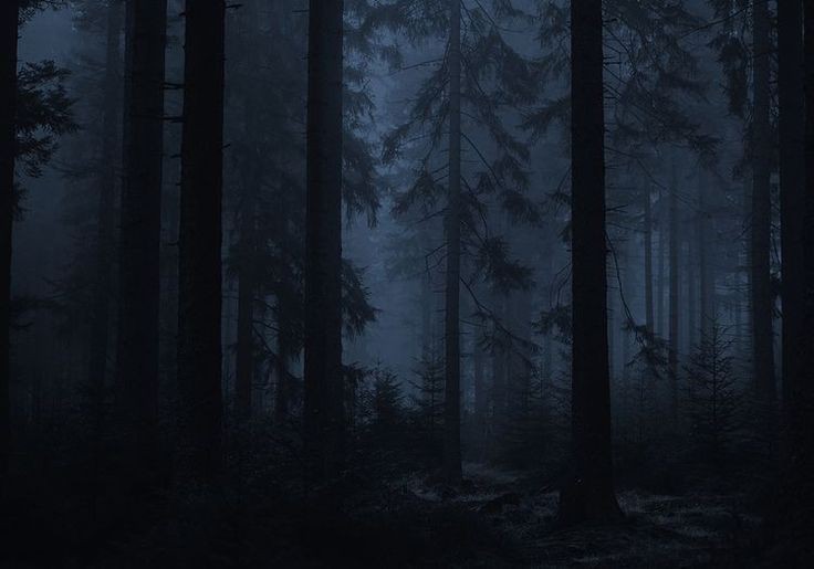 Create meme: Gloomy forests, in the forest at night, dark pine forest