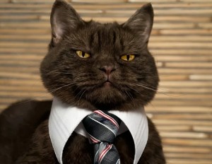 Create meme: cat wearing a tie, the cat is the boss, business cat
