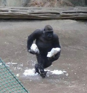 Create meme: the male gorilla, gorilla Shabani, gorilla