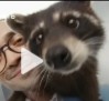 Создать мем: улыбающийся енот, енот в шоке, a raccoon