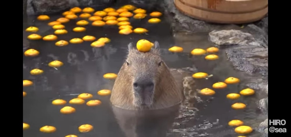 Фото капибары в воде с мандаринами