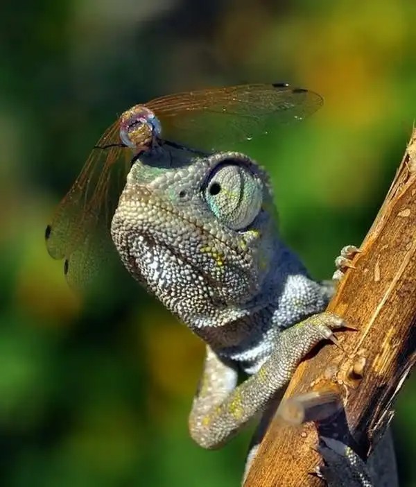 Create meme: funny animals , lizard chameleon, The chameleon butterfly