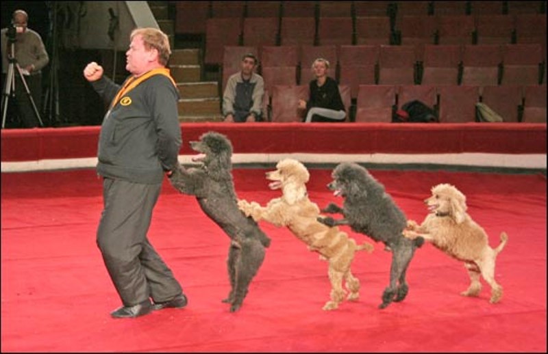 Create meme: circus poodle, poodle in the circus, dog poodle dance circus