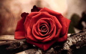 Создать мем: розы на коричневом фоне, обои на рабочий стол розы, роза на черном фоне обои