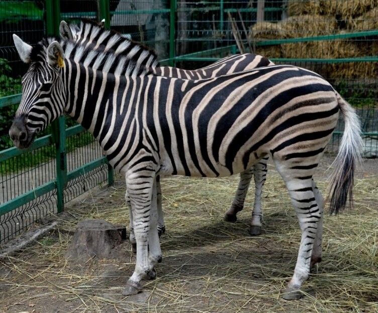 Create meme: zebra at the zoo, Ferghana Zoo, The Moscow Zebra Zoo