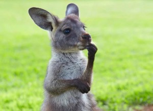 Create meme: kangaroo small, grey kangaroo, kangaroo cub