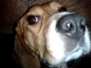 Create meme: Beagle, dog