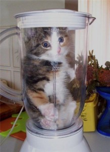 Create meme: cat, cat funny, the cat in the blender