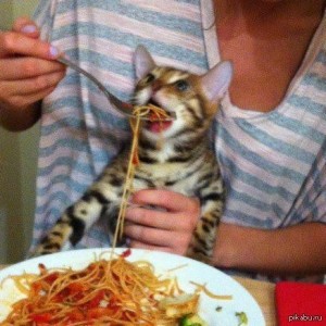 Create meme: my cat, spaghetti cat, pet