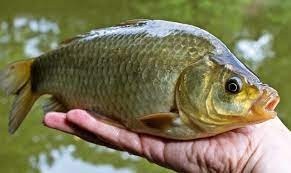 Create meme: crucian mabuna, fish carp , carp fishing