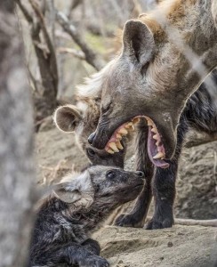 Create meme: hyena, hyena grin, cub hyenas