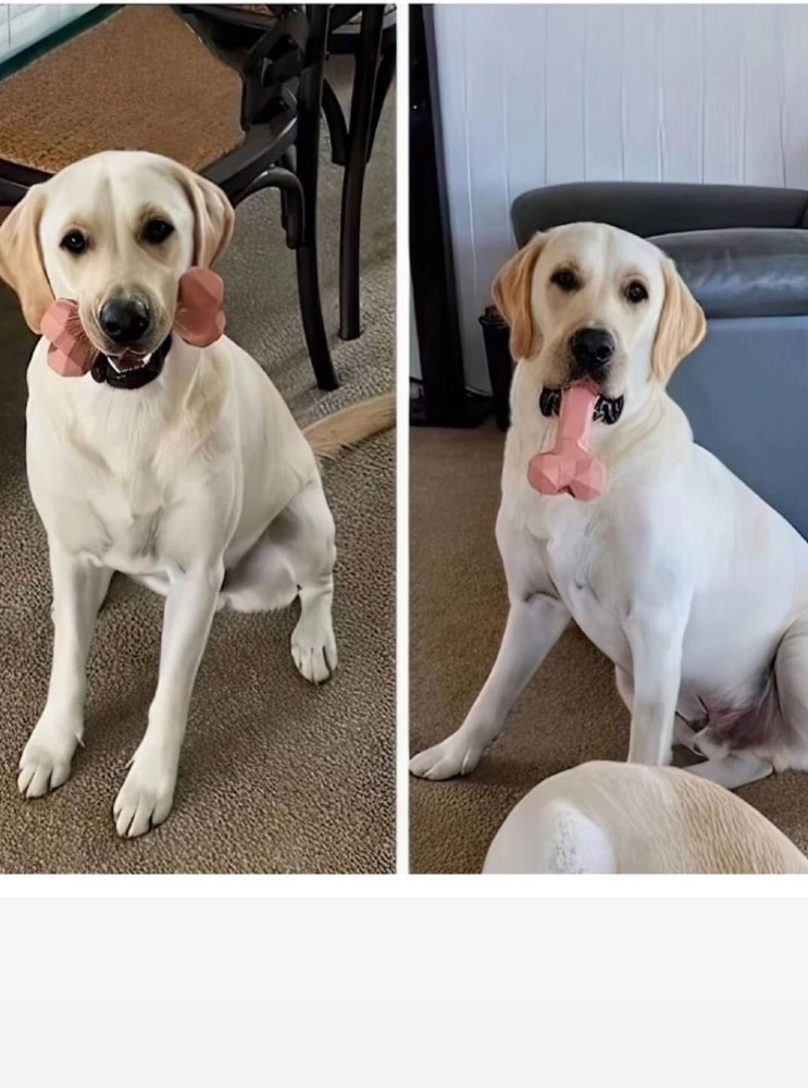 Create meme: labrador breed, Labrador , Labrador white