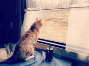 Create meme: Maine Coon, now would, by train