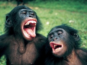 Создать мем: шимпанзе бонобо, шимпанзе, две обезьяны смеются