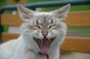 Create meme: Cat, yawning cat