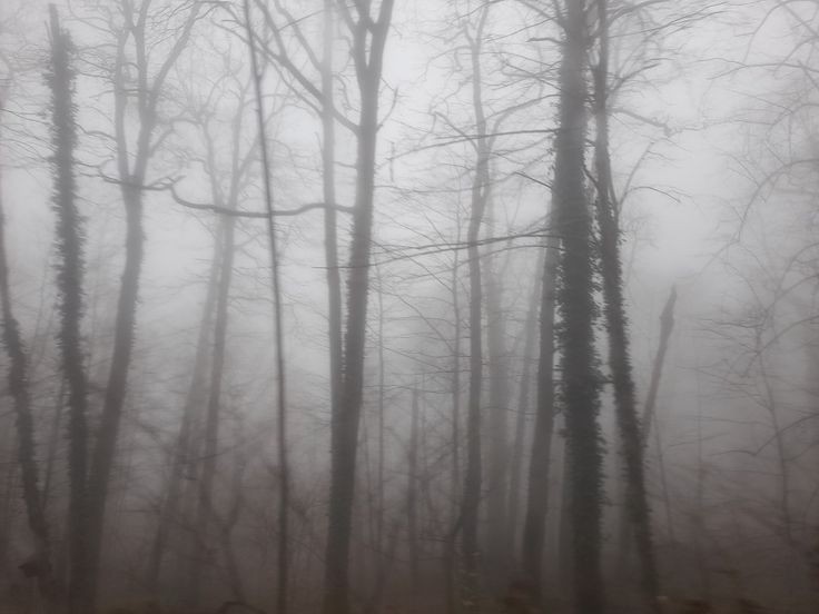 Create meme: Gloomy forests, grey forest, dark forest in the fog