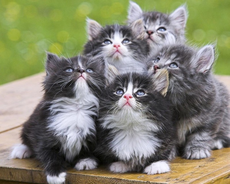 Create meme: adorable kittens, cat , cat 