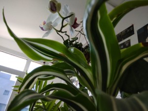 Create meme: the Dendrobium Orchid after flowering, my houseplants, fragrant dracaena (dracaena fragrans)