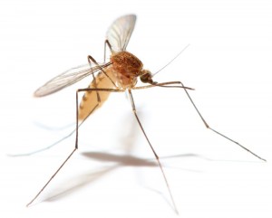Создать мем: focke-wulf ta 154, mosquito, комар на белом фоне
