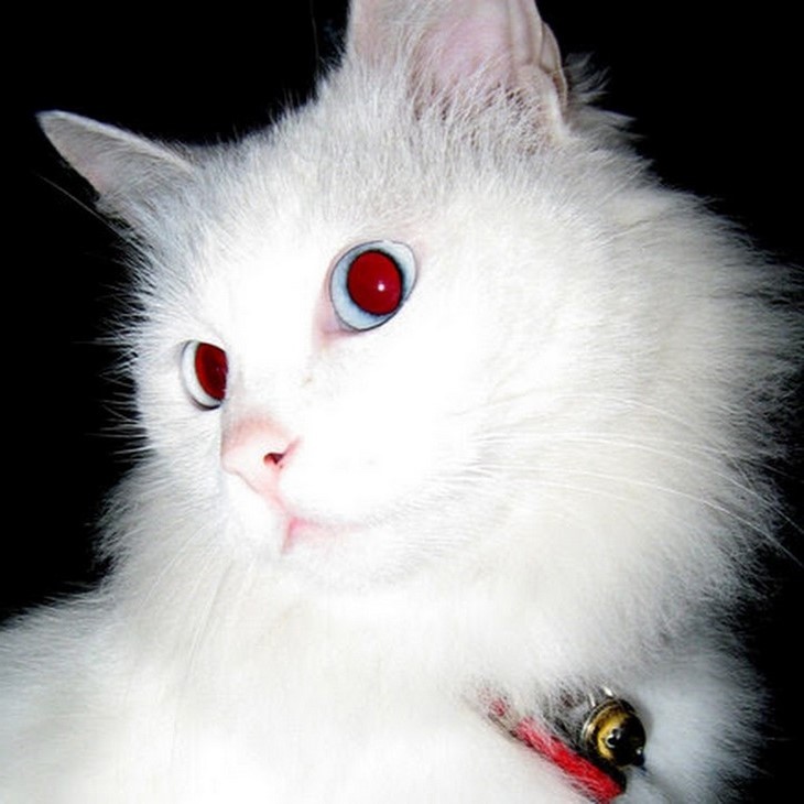 Create meme: white vampire cat, white cats, albino cat with red eyes