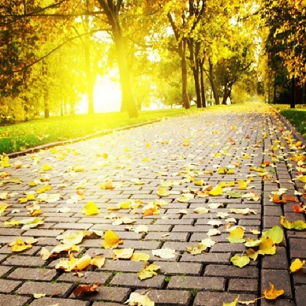 Create meme: autumn path in the park, Autumn has passed, the path in autumn