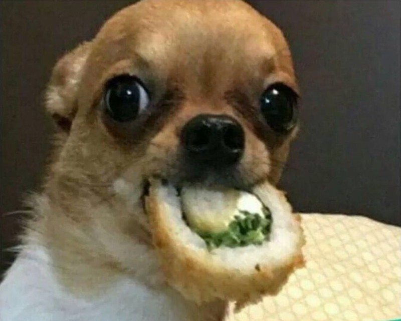 Create meme: Chihuahua meme, Chihuahua dog, a meme with a dog and sushi