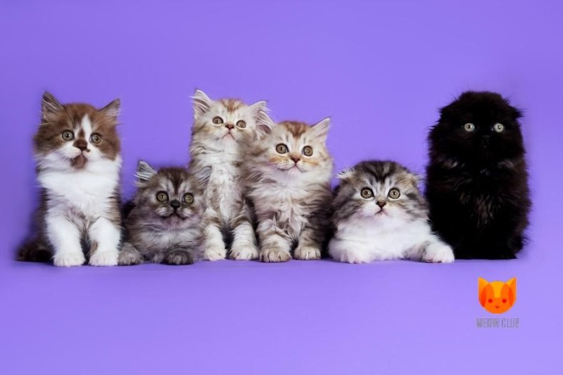 Create meme: kittens of different colors, highland fold kittens, highland fold cat