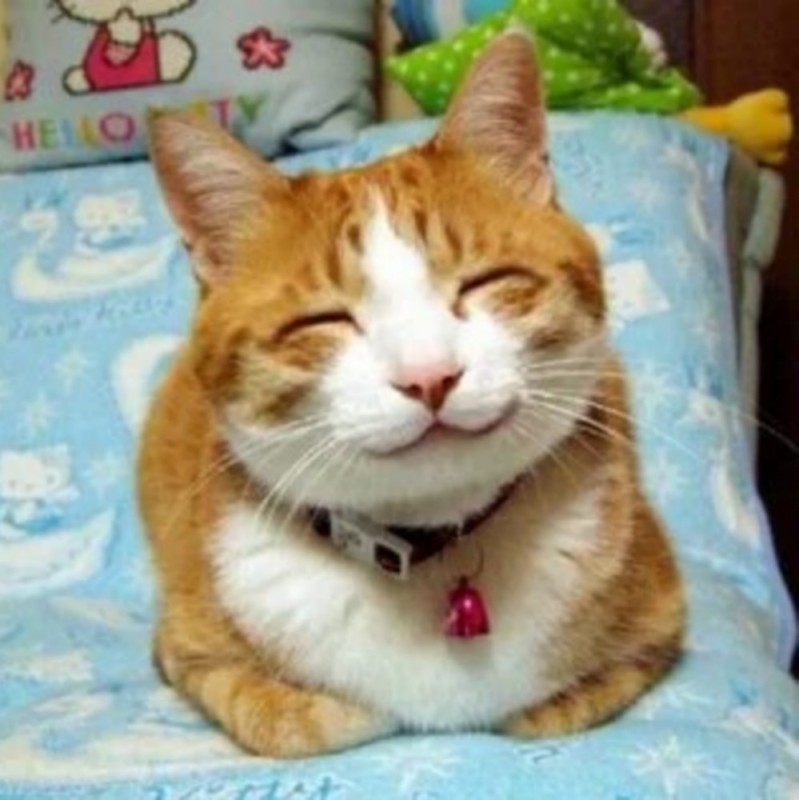 Создать мем: кот с улыбкой, котик довольный, улыбающаяся кошка