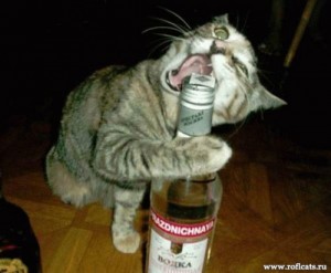 Create meme: cat loves champagne