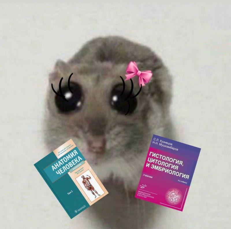 Create meme: hamsters meme, A hamster with big eyes, hamster with a cross meme