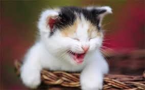 Create meme: kitten smiles pictures, the laughing kitten, pictures of laughing kittens