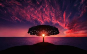 Create meme: sunset, tree, nature sunset
