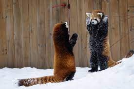 Create meme: red Panda cub, a small red Panda, red Panda