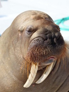 Create meme: the Atlantic walrus