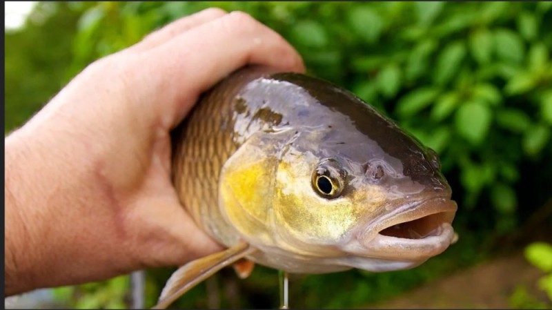 Create meme: barbel fish, chub fish, Golovan fish