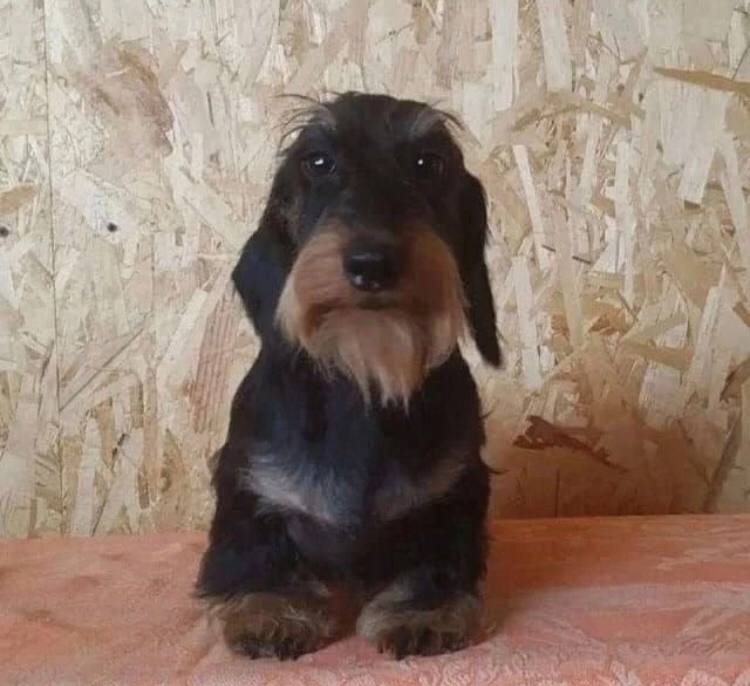 Create meme: rabbit wire - haired marble dachshund, Dachshund , the wire - haired dachshund is black