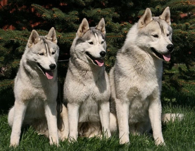 Create meme: siberian husky, husky husky, husky breed