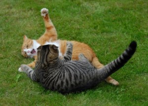 Create meme: cat, cat cat, fight of cats