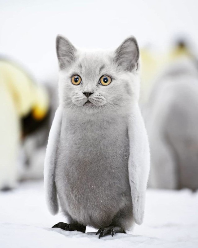 Create meme: polar cats, The polar cat, snow cat