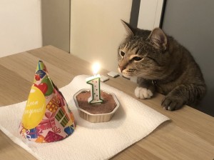 Создать мем: день рождения кошки, котенок с тортом и свечкой, кот вжух