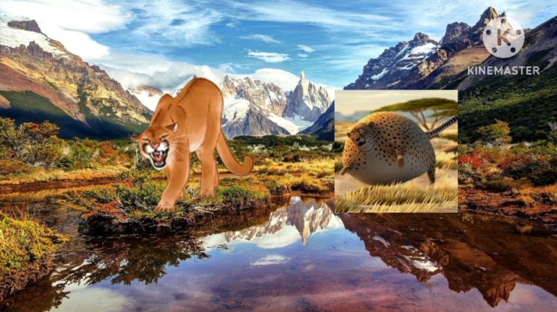 Create meme: mountain cougar, North American cougar, canadian Cougar