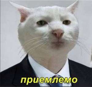 Создать мем: котики, мемы, кот