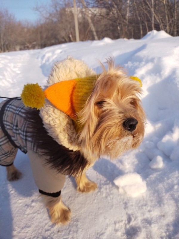 Create meme: Yorkshire Terrier winter, dog Yorkshire Terrier, dog York