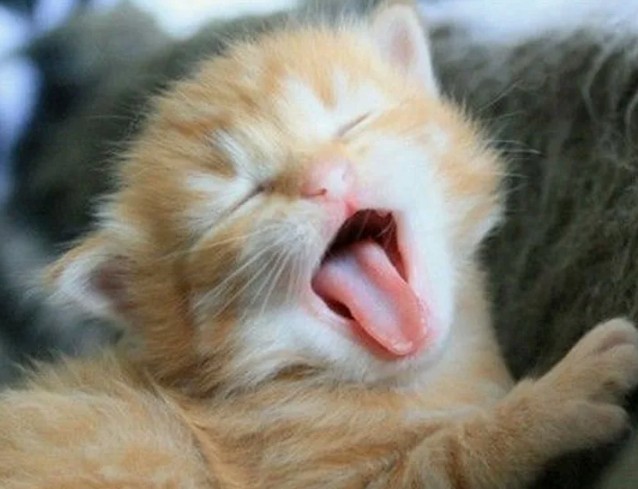 Create meme: A yawning kitten, yawning cats, yawning cat