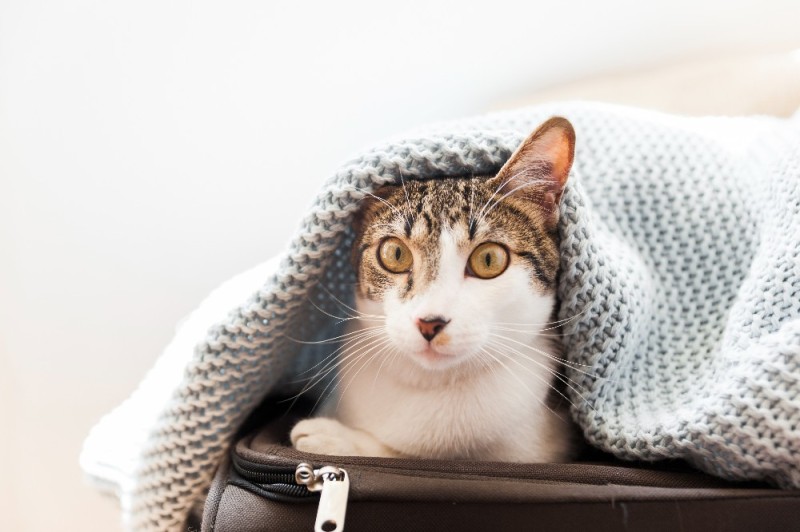 Создать мем: котики, кошка под одеялом, котик в пледе