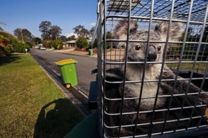 Create meme: Animal, Chupacabra animal, koala