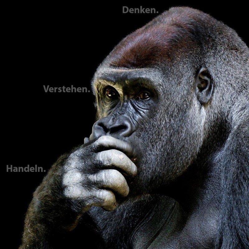 Create meme: thoughtful gorilla, pensive monkey , big gorilla